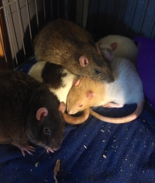 To ask if your pets are "friends"?