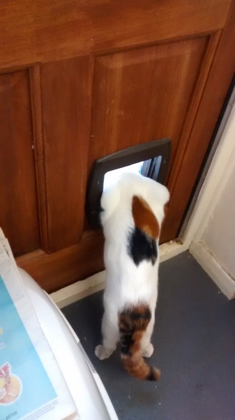 My cat won't go outside