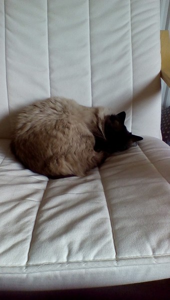 Look at my Precious Baby Fur Princess