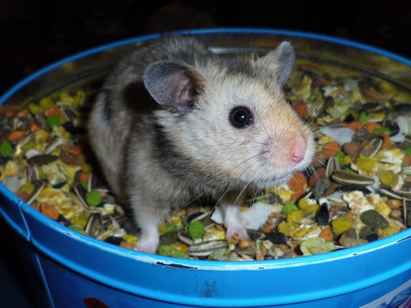 Tell us about (or show us!) the funniest places you've found your pet for a chance to win a Christmas hamper worth £100 and a copy of Oi Frog! by Kes Gray and Jim Field.