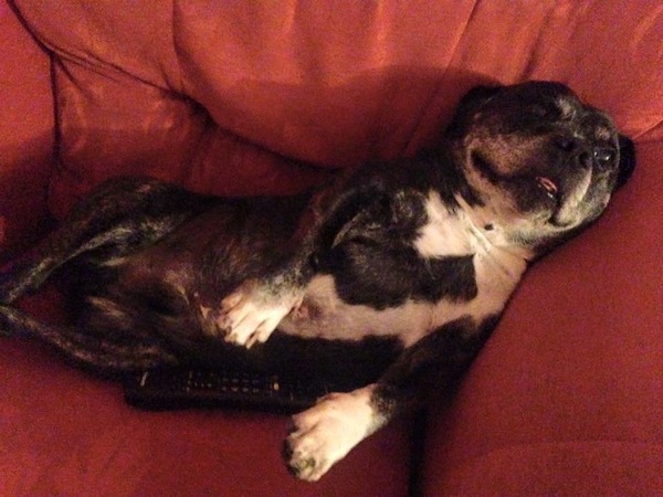 Tell us about (or show us!) the funniest places you've found your pet for a chance to win a Christmas hamper worth £100 and a copy of Oi Frog! by Kes Gray and Jim Field.