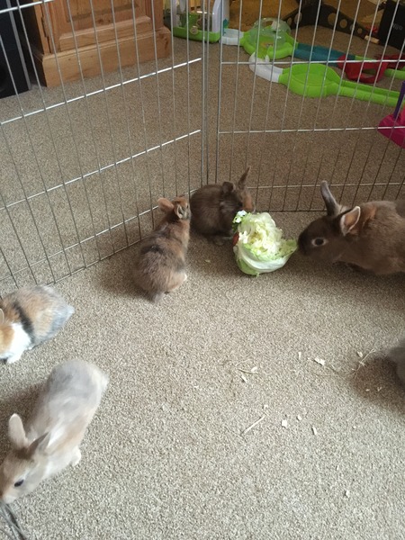 Help my rabbit is giving birth to a surprise litter!