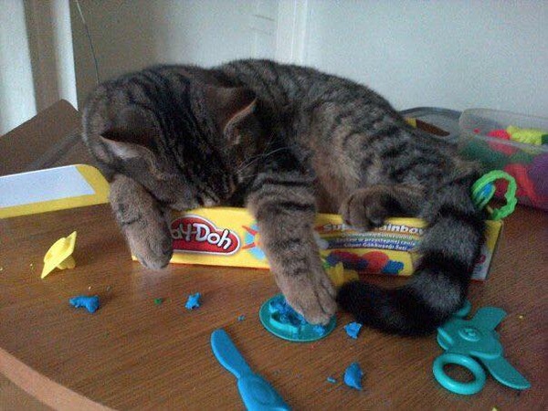 Tell us about (or show us!) the funniest places you've found your pet for a chance to win a Christmas hamper worth £100 and a copy of Oi Frog! by Kes Gray and Jim Field.