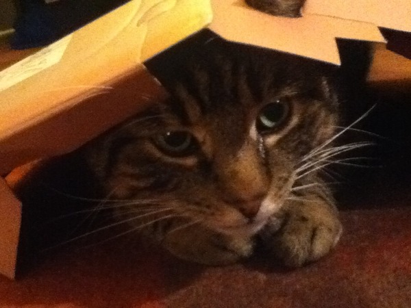 Kitty's past/passed
