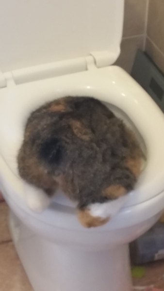 Tell us about (or show us!) the funniest places you've found your pet for a chance to win a Christmas hamper worth £100 and a copy of Oi Frog! by Kes Gray and Jim Field.