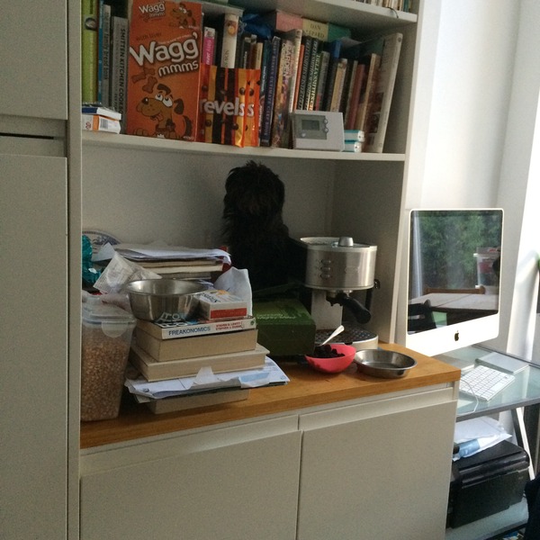 Tell us about (or show us!) the funniest places you've found your pet for a chance to win a Christmas hamper worth £100 and a copy of Oi Frog! by Kes Gray and Jim Field.