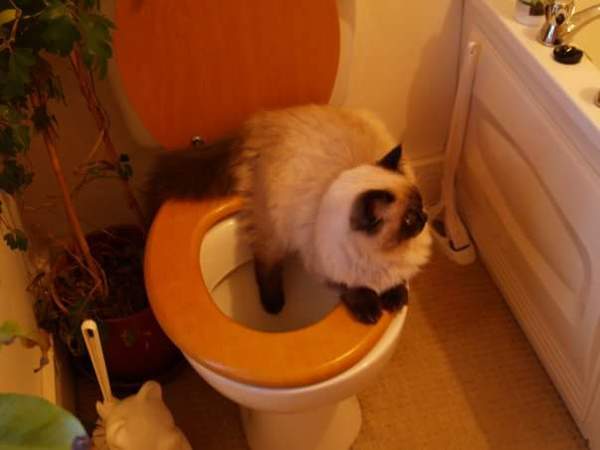 Tell us about (or show us!) the funniest places you've found your pet for a chance to win a Christmas hamper worth £100 and a copy of Oi Frog! by Kes Gray and Jim Field.