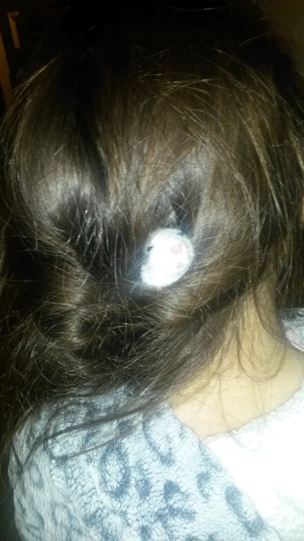 Tell us about (or show us!) the funniest places you've found your pet for a chance to win a Christmas hamper worth £100 and a copy of Oi Frog! by Kes Gray and Jim Field.