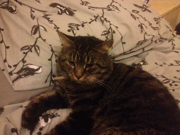 Tell us about (or show us!) the funniest places you've found your pet for a chance to win a Christmas hamper worth £100 and a copy of Oi Frog! by Kes Gray and Jim Field.