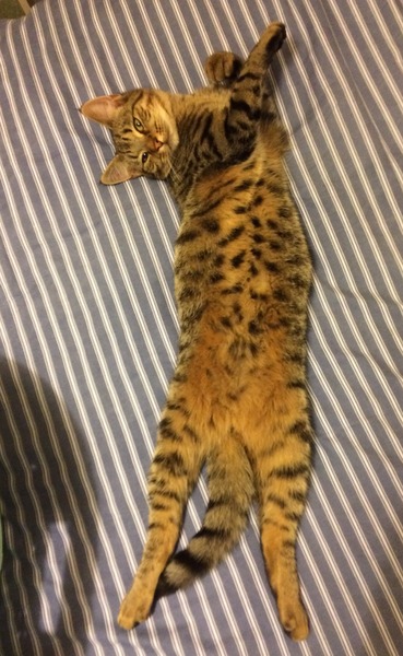 Look at my Precious Baby Fur Princess