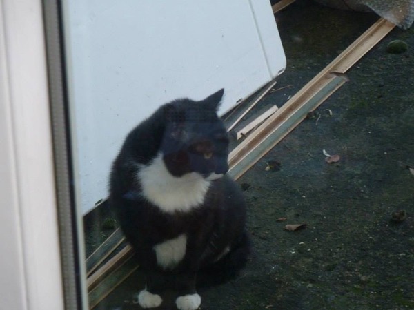 Kitty's past/passed