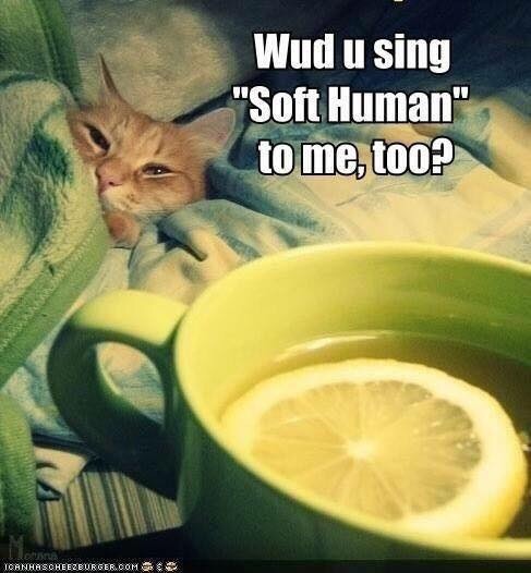 Ollie and cat flu