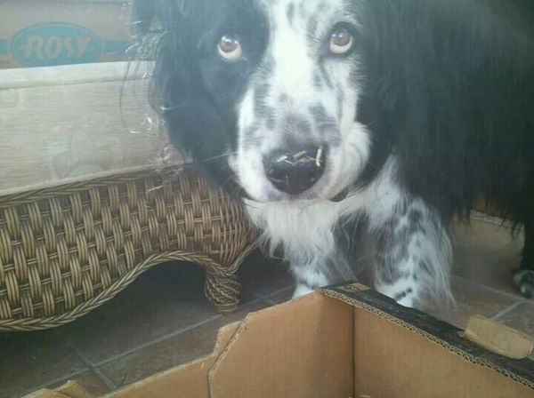 Tell us about (or show us!) the funniest places you've found your pet for a chance to win a Christmas hamper worth £100 and a copy of Oi Frog! by Kes Gray and Jim Field.