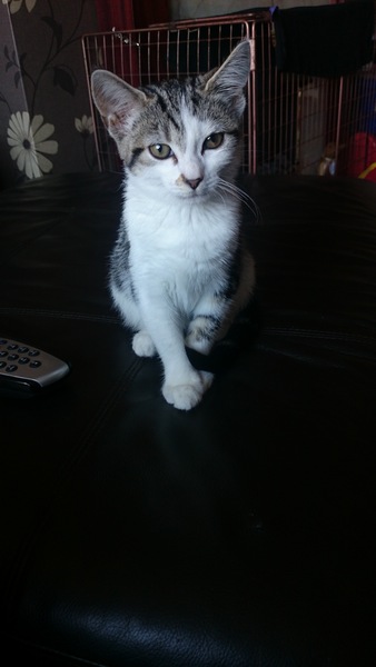 Look at my Precious Baby Fur Princess