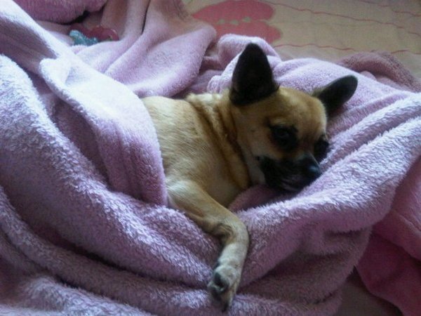 Tell us about (or show us!) the funniest places you've found your pet for a chance to win a Christmas hamper worth £100 and a copy of Oi Frog! by Kes Gray and Jim Field.