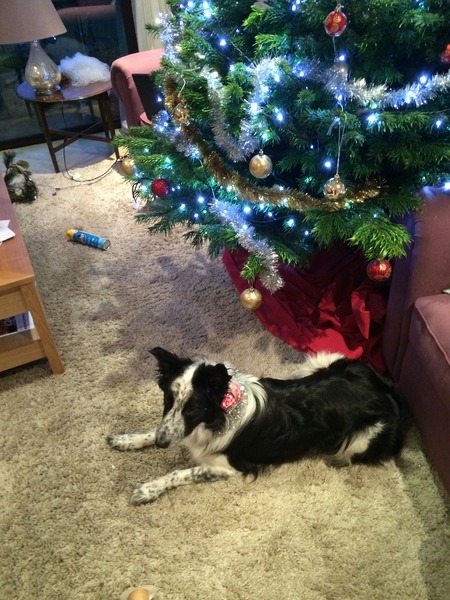 Is your dog leaving the tree alone?