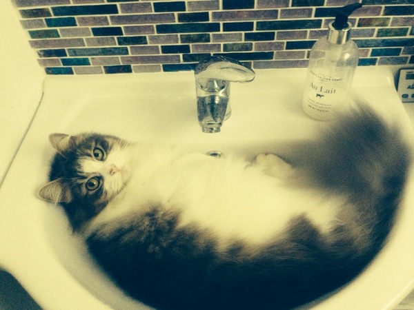 Tell us about (or show us!) the funniest places you've found your pet for a chance to win a Christmas hamper worth £100 and a copy of Oi Frog! by Kes Gray and Jim Field.