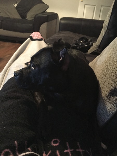 what breed would you recommend for first time dog owners?