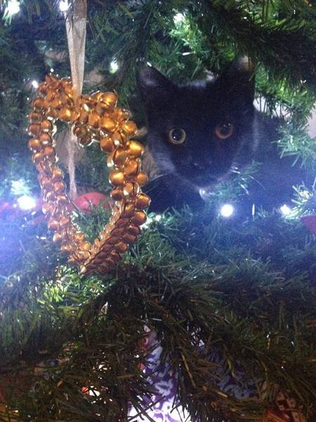 Tell us about (or show us!) the funniest places you've found your pet for a chance to win a Christmas hamper worth £100 and a copy of Oi Frog! by Kes Gray and Jim Field.