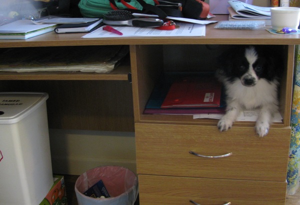 Tell us about (or show us!) the funniest places you've found your pet for a chance to win a Christmas hamper worth £100 and a copy of Oi Frog! by Kes Gray and Jim Field.