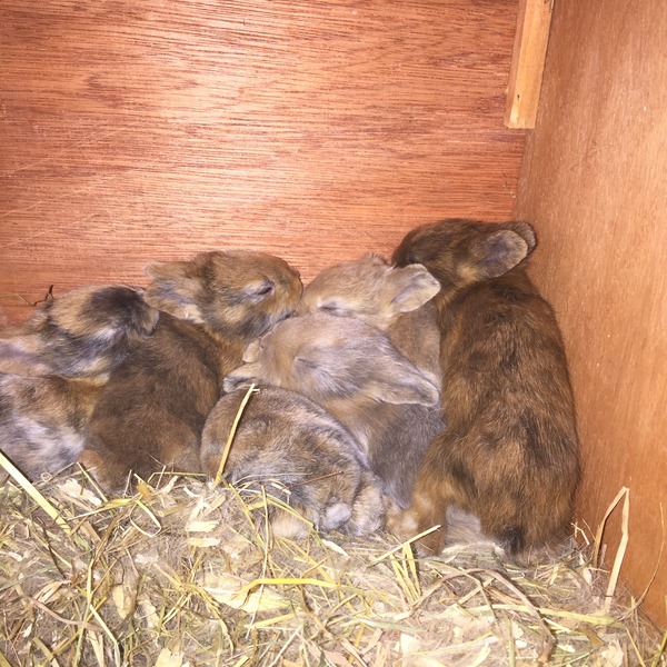 Help my rabbit is giving birth to a surprise litter!