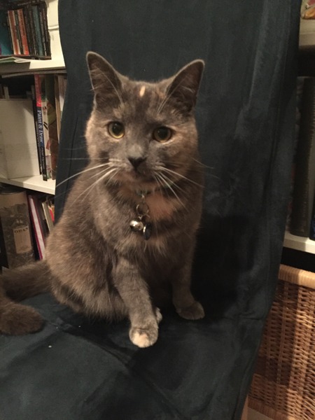 If your cat/s were human, what sort of person would they be?