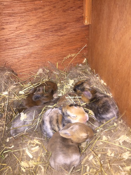 Help my rabbit is giving birth to a surprise litter!