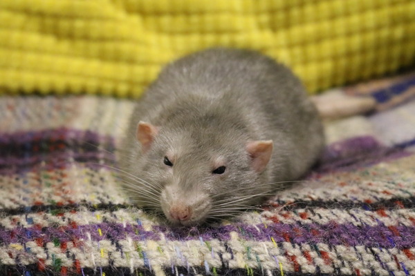 to ask that if you are thinking of getting a pet, to read this first