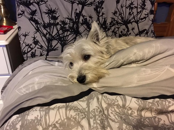 Tell us about (or show us!) the funniest places you've found your pet for a chance to win a Christmas hamper worth £100 and a copy of Oi Frog! by Kes Gray and Jim Field.