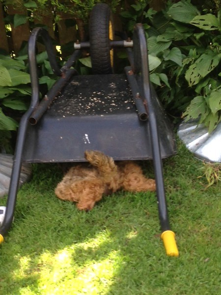 Tell us about (or show us!) the funniest places you've found your pet for a chance to win a Christmas hamper worth £100 and a copy of Oi Frog! by Kes Gray and Jim Field.