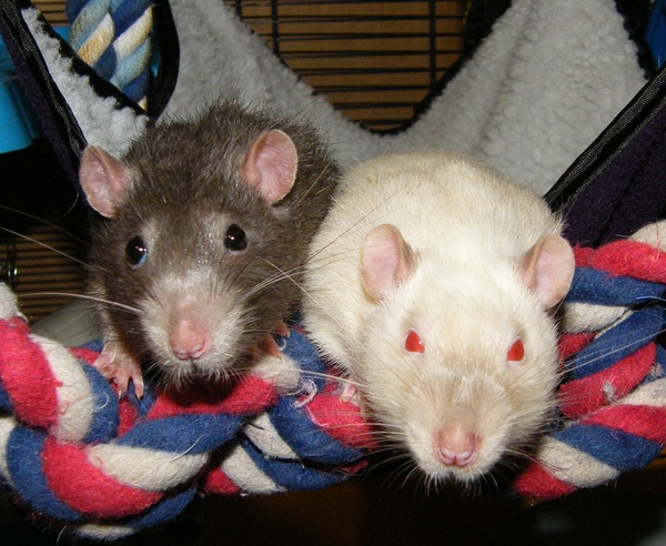 to ask that if you are thinking of getting a pet, to read this first