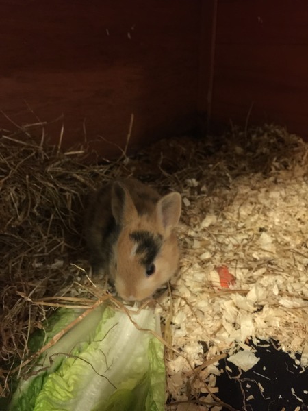 Help my rabbit is giving birth to a surprise litter!