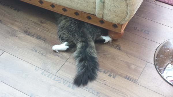 Tell us about (or show us!) the funniest places you've found your pet for a chance to win a Christmas hamper worth £100 and a copy of Oi Frog! by Kes Gray and Jim Field.