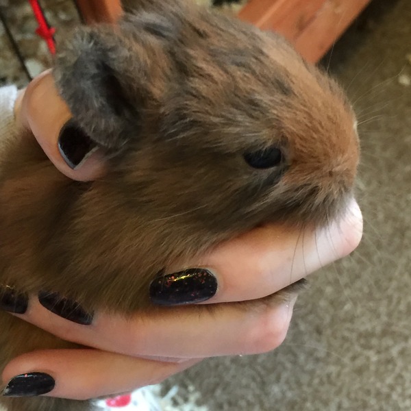 Help my rabbit is giving birth to a surprise litter!