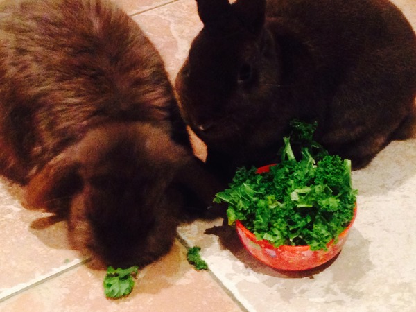 Help my rabbit is giving birth to a surprise litter!