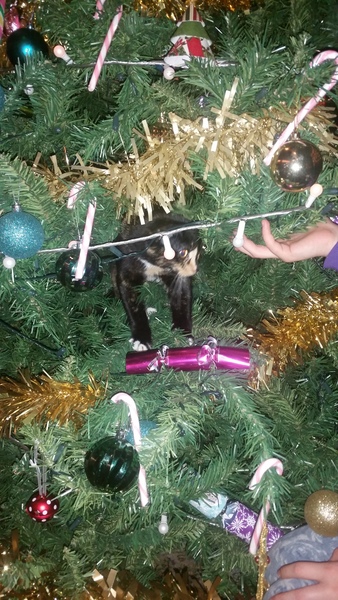 Tell us about (or show us!) the funniest places you've found your pet for a chance to win a Christmas hamper worth £100 and a copy of Oi Frog! by Kes Gray and Jim Field.