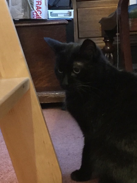 If your cat/s were human, what sort of person would they be?