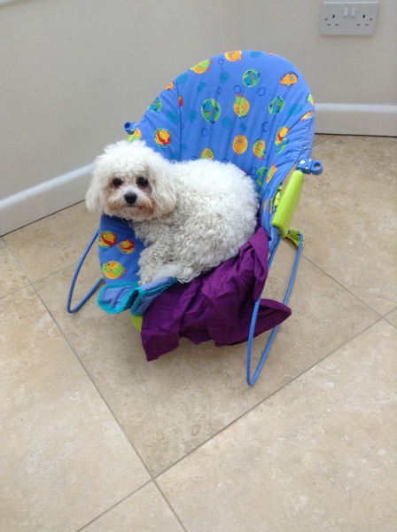 Tell us about (or show us!) the funniest places you've found your pet for a chance to win a Christmas hamper worth £100 and a copy of Oi Frog! by Kes Gray and Jim Field.