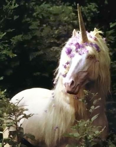 questions about unicorns.