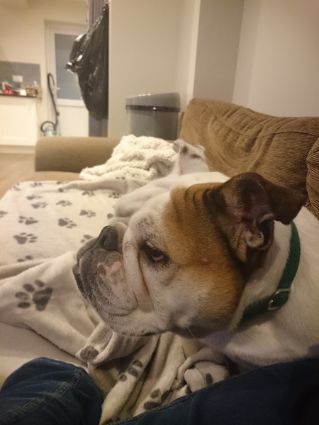 Rescue dog just before xmas - what would you do?
