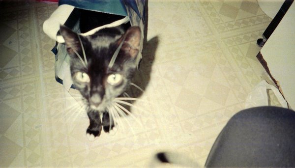 Tell us about (or show us!) the funniest places you've found your pet for a chance to win a Christmas hamper worth £100 and a copy of Oi Frog! by Kes Gray and Jim Field.