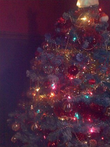 Tell us about (or show us!) the funniest places you've found your pet for a chance to win a Christmas hamper worth £100 and a copy of Oi Frog! by Kes Gray and Jim Field.