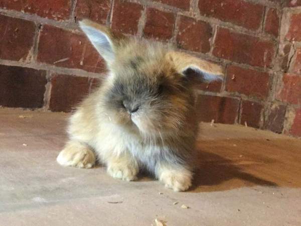 Look what someone is selling near me