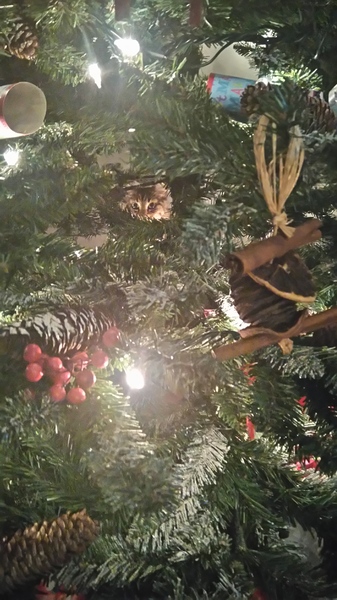 Tell us about (or show us!) the funniest places you've found your pet for a chance to win a Christmas hamper worth £100 and a copy of Oi Frog! by Kes Gray and Jim Field.