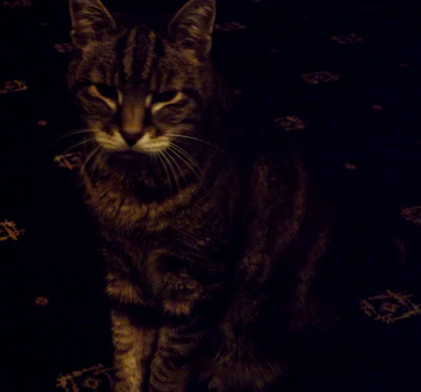 Cat hiding/frightened after being given vetergesic