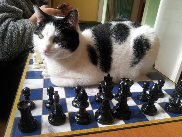 Tell us about (or show us!) the funniest places you've found your pet for a chance to win a Christmas hamper worth £100 and a copy of Oi Frog! by Kes Gray and Jim Field.