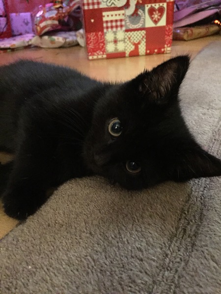 Look at my Precious Baby Fur Princess