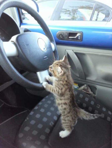 Tell us about (or show us!) the funniest places you've found your pet for a chance to win a Christmas hamper worth £100 and a copy of Oi Frog! by Kes Gray and Jim Field.