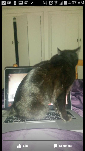 Tell us about (or show us!) the funniest places you've found your pet for a chance to win a Christmas hamper worth £100 and a copy of Oi Frog! by Kes Gray and Jim Field.