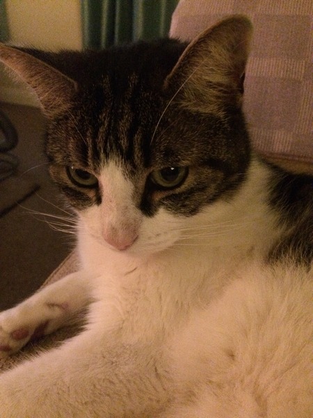 Look at my Precious Baby Fur Princess